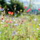 Wildblumenwiese in Wingeshausen